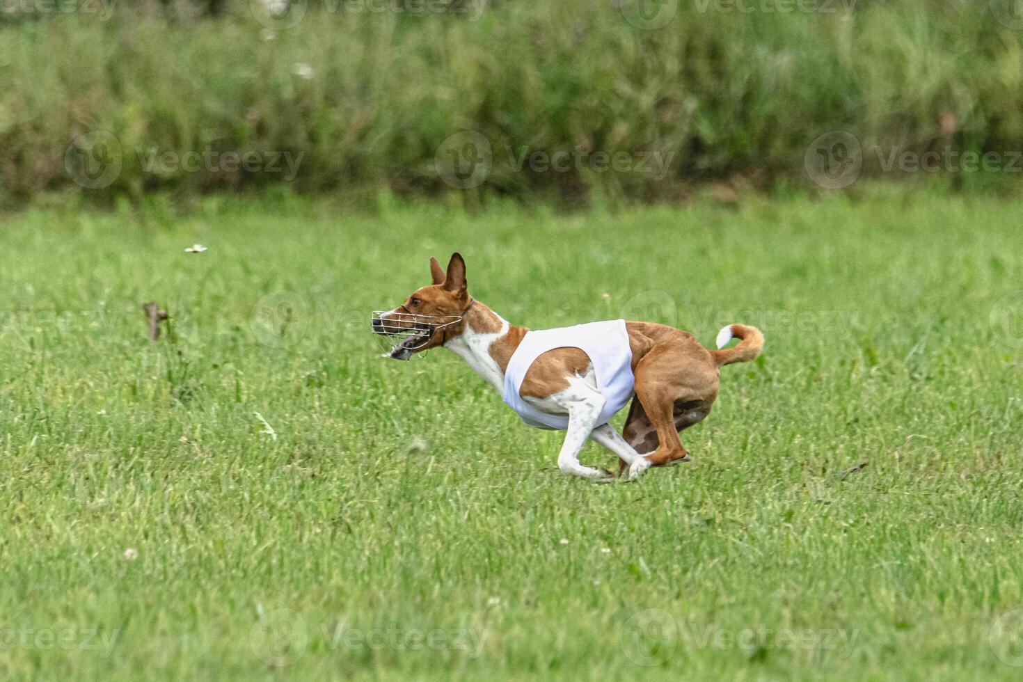 Basenji dog lifted off the ground during the dog race competition photo