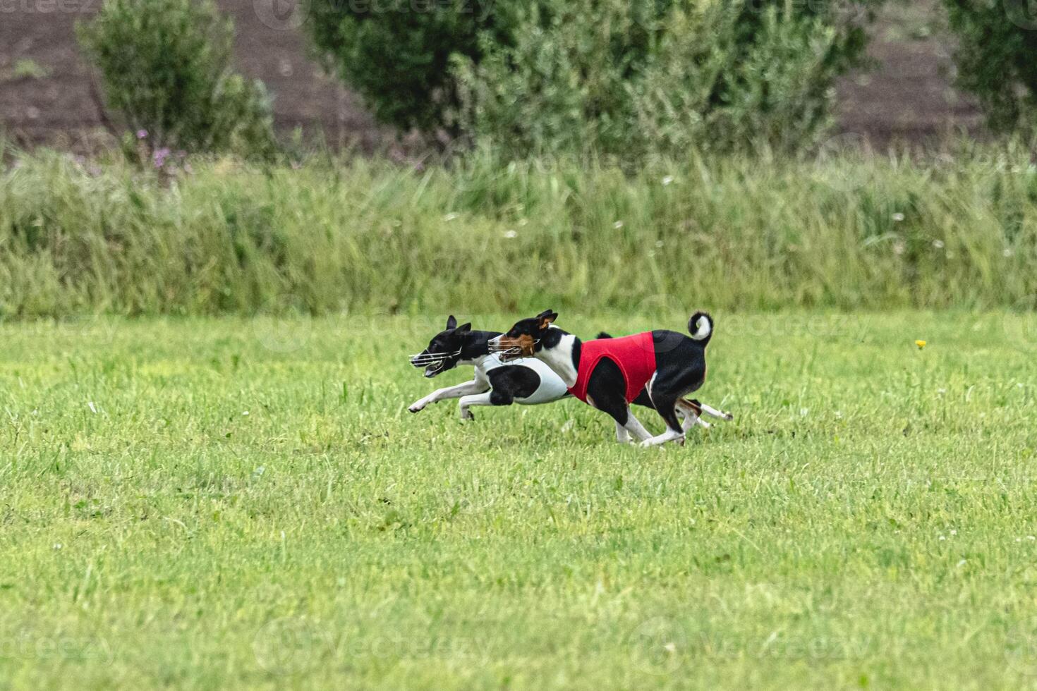 Two basenji dogs running in red and white jackets on green field in summer photo