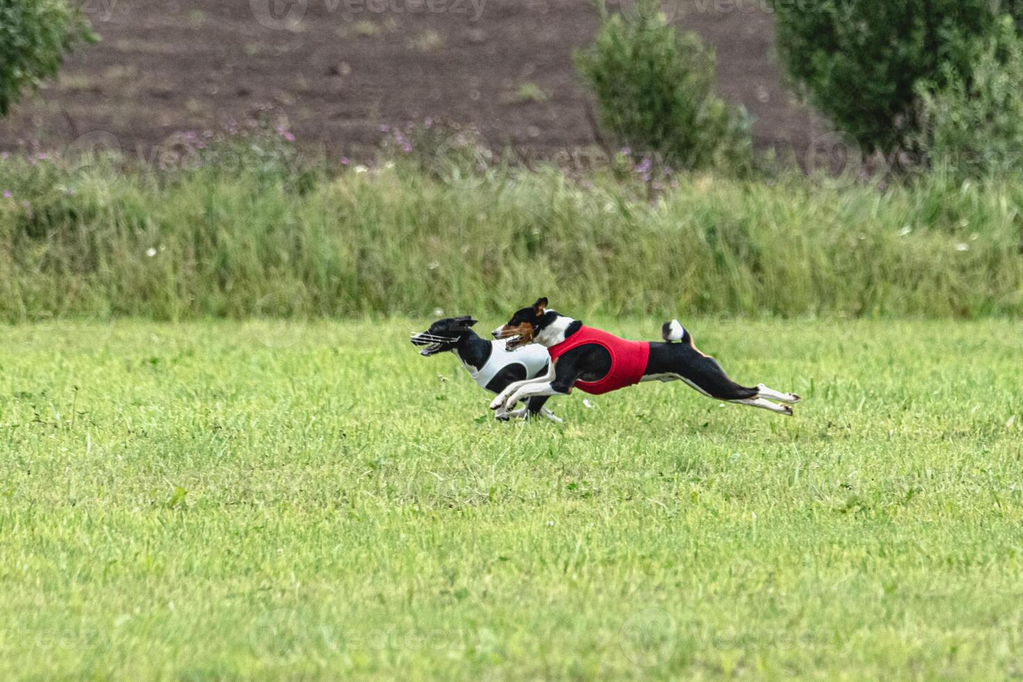 Two basenji dogs running in red and white jackets on green field in summer photo