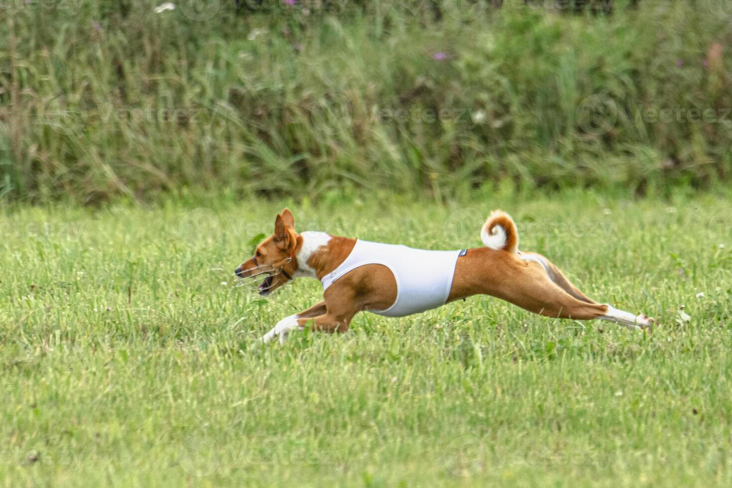 Basenji dog lure coursing competition on green field in summer photo