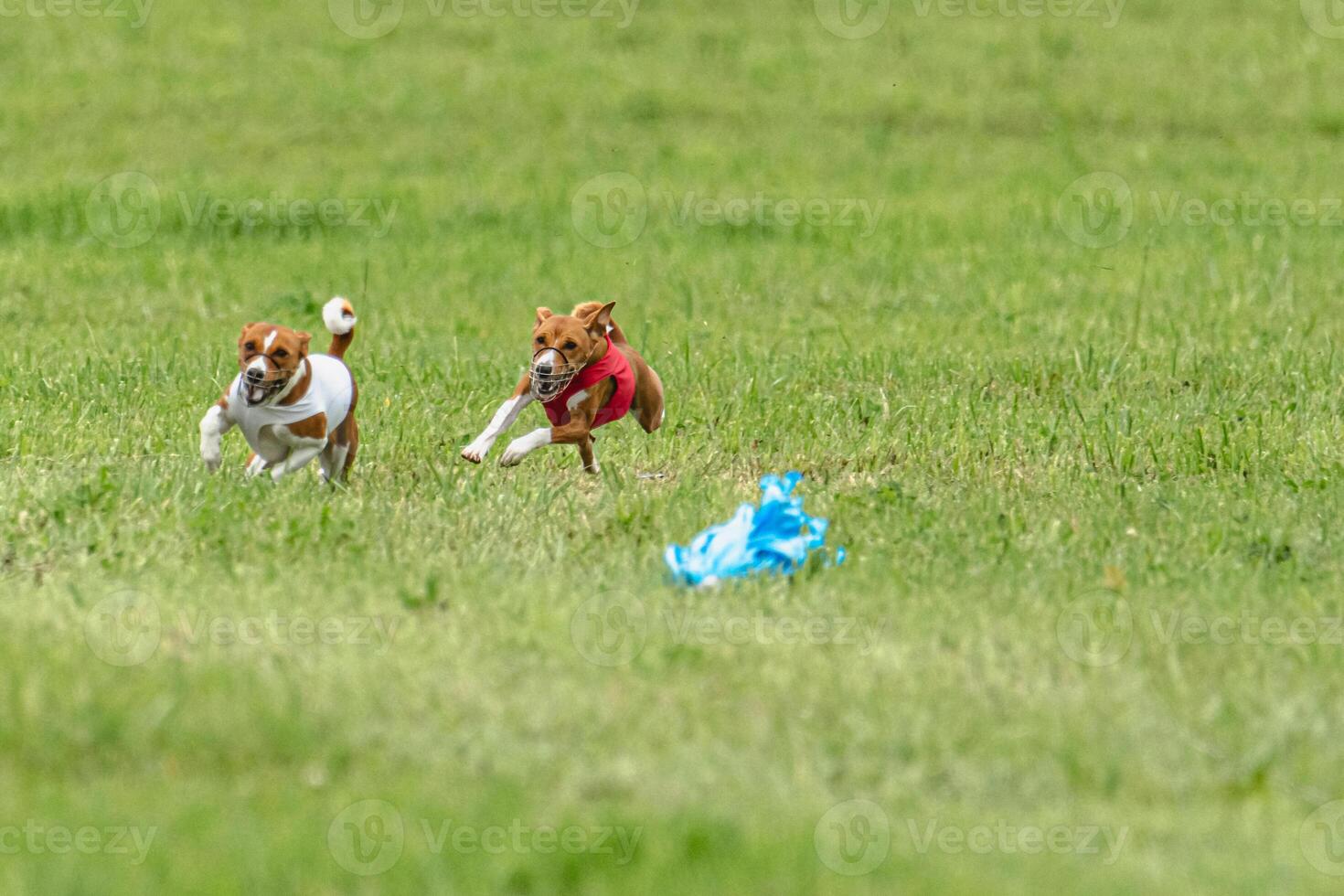 Two basenji dogs running in red and white jackets on green field in summer photo