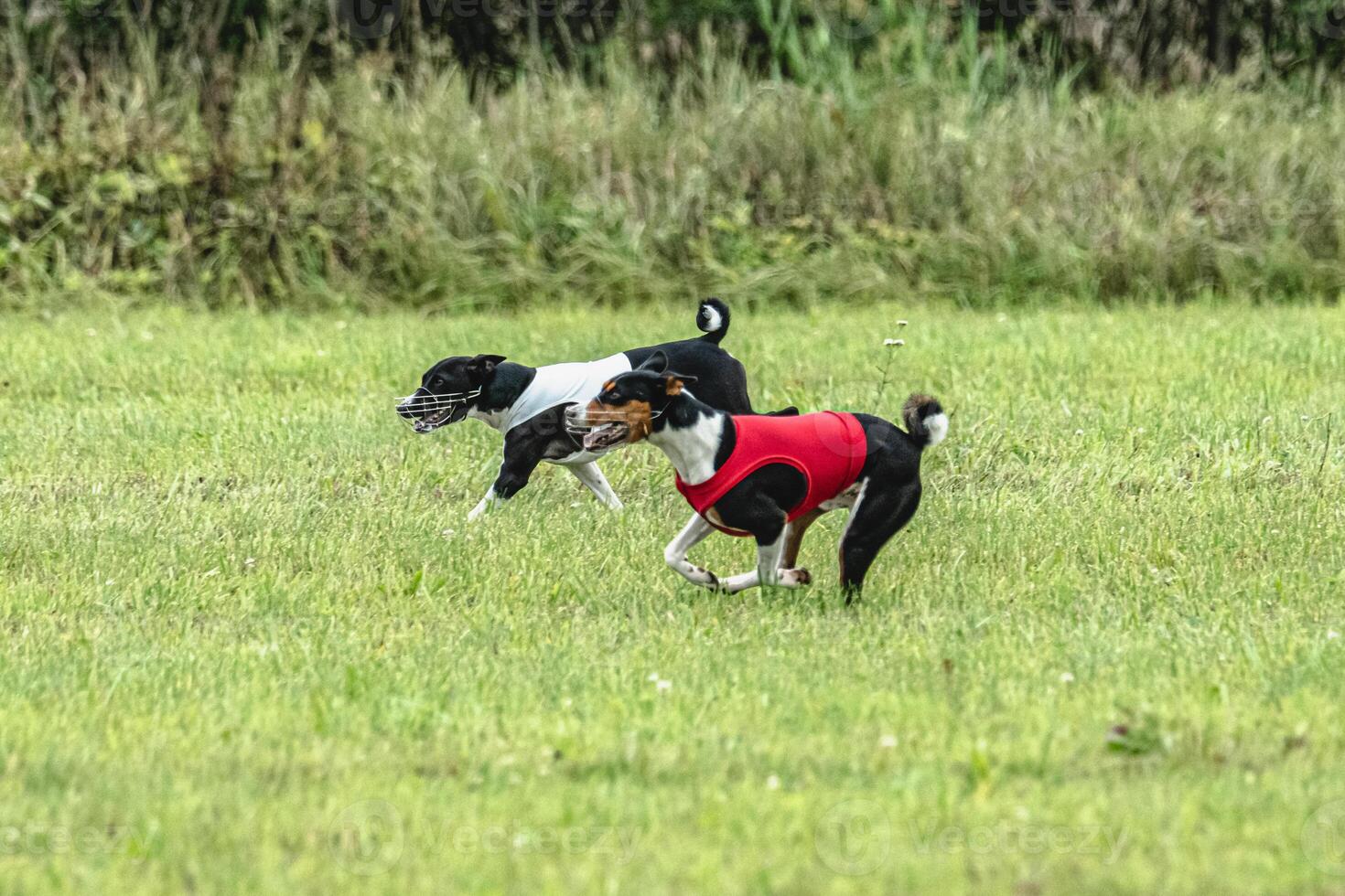 Two basenji dogs running in red and white jackets on green field in summer photo