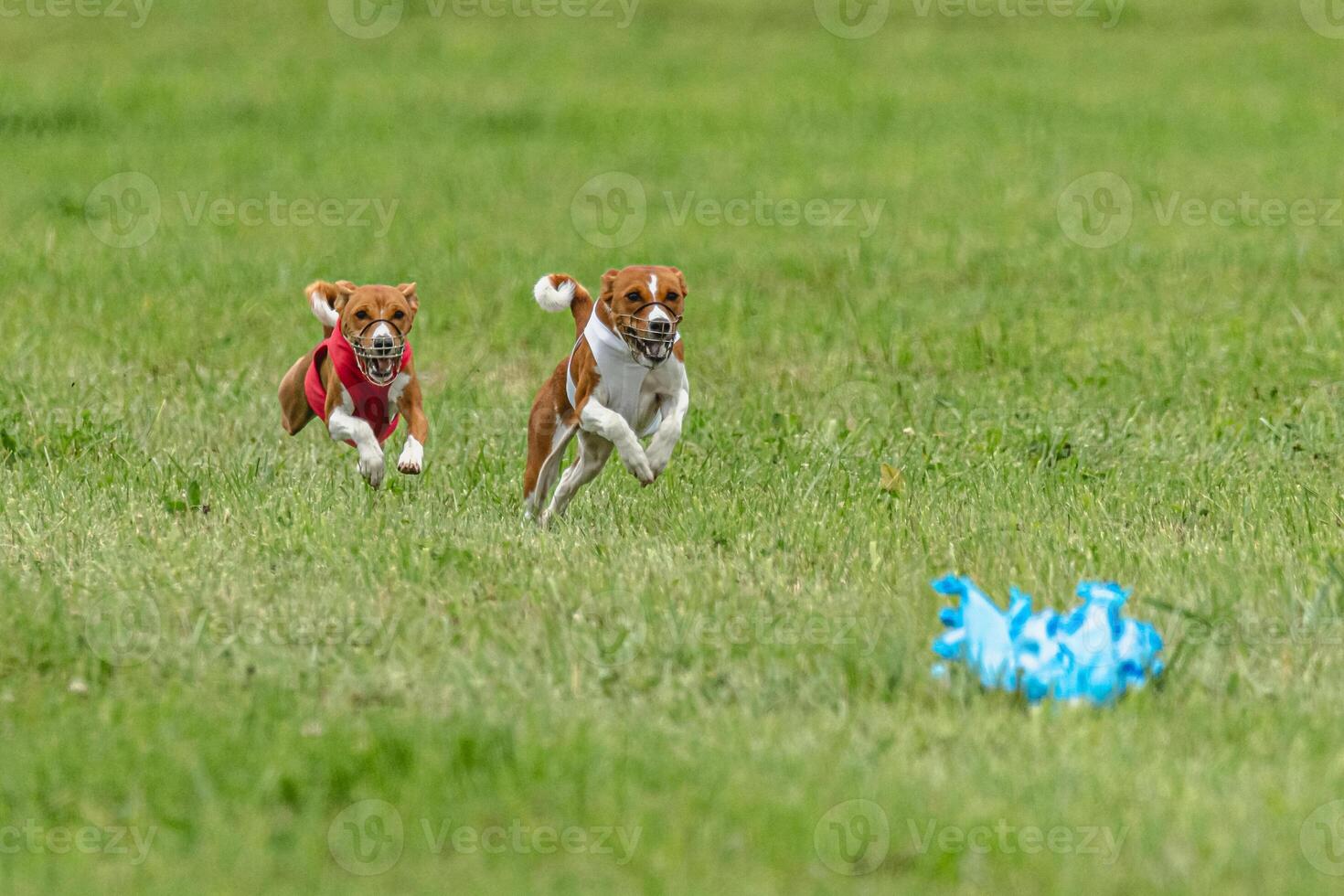 Two basenji dogs running in red and white jackets on green field in summer photo