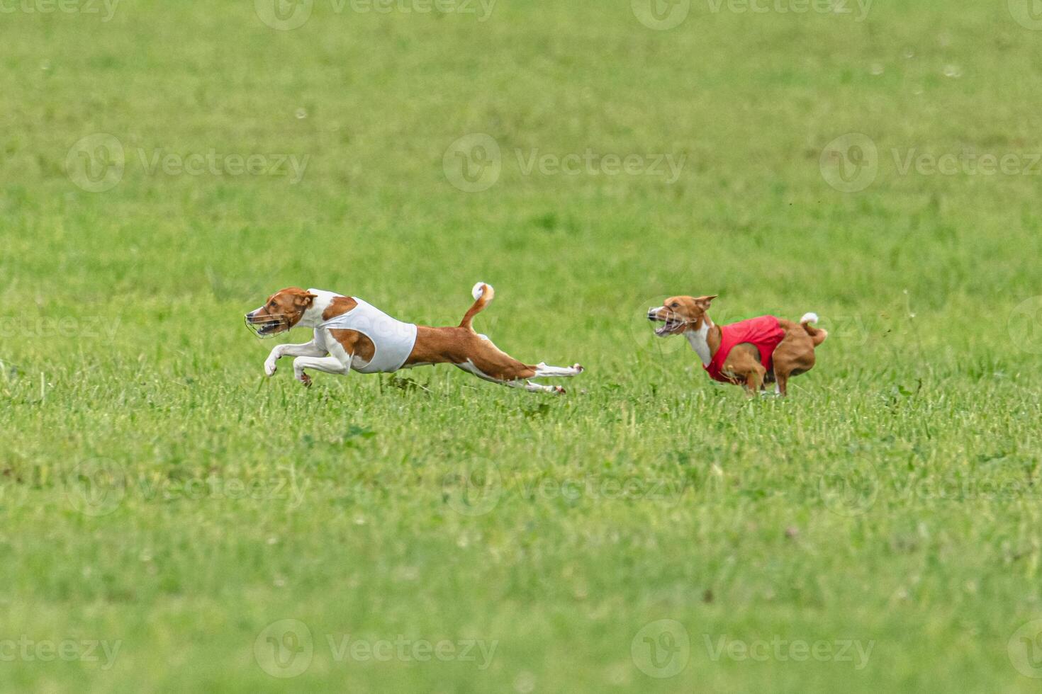 Two basenji dogs running in red and white jackets on green field in summer photo