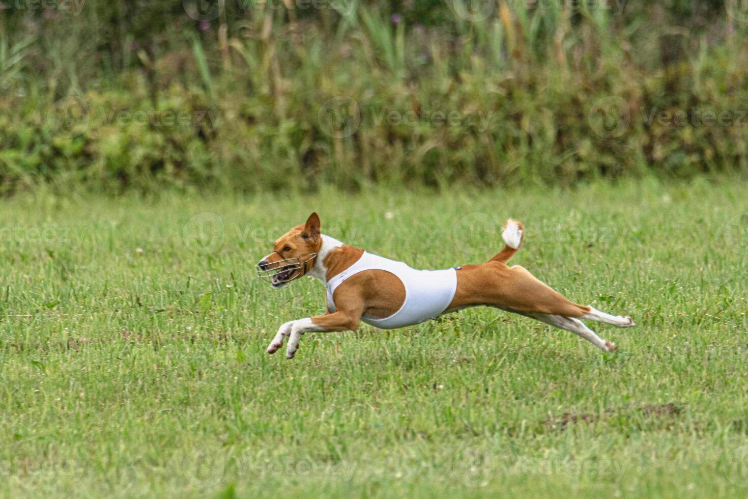 Basenji dog lure coursing competition on green field in summer photo