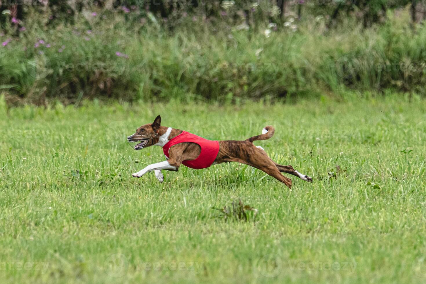 Basenji dog lure coursing competition on green field in summer photo
