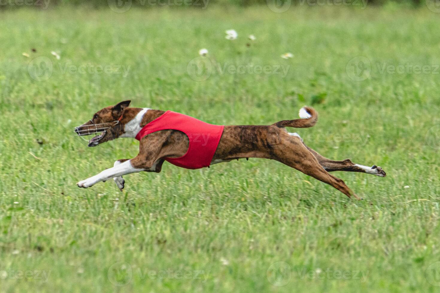 Basenji dog lure coursing competition on green field in summer photo