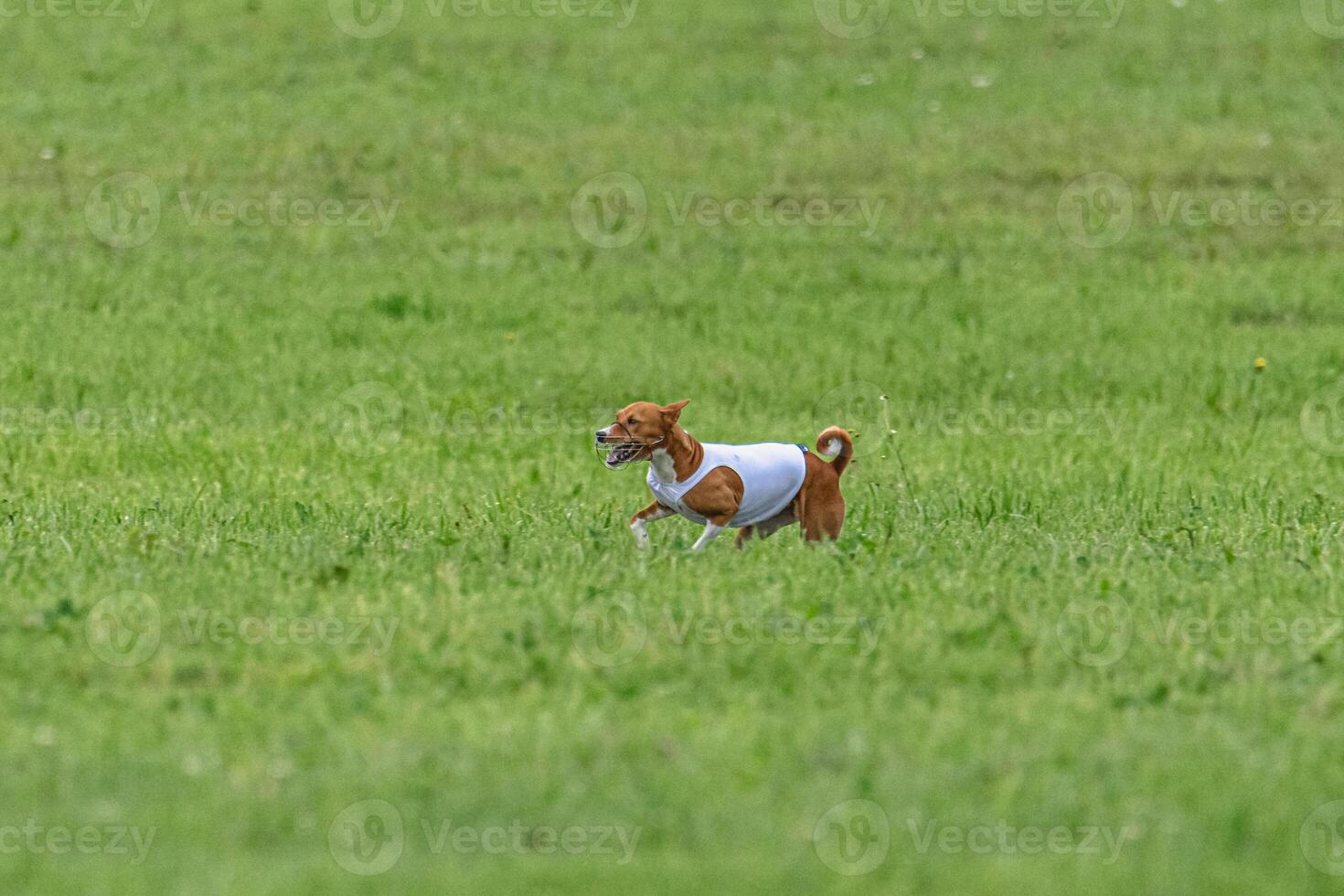 Basenji dog lure coursing competition on green field in summer photo