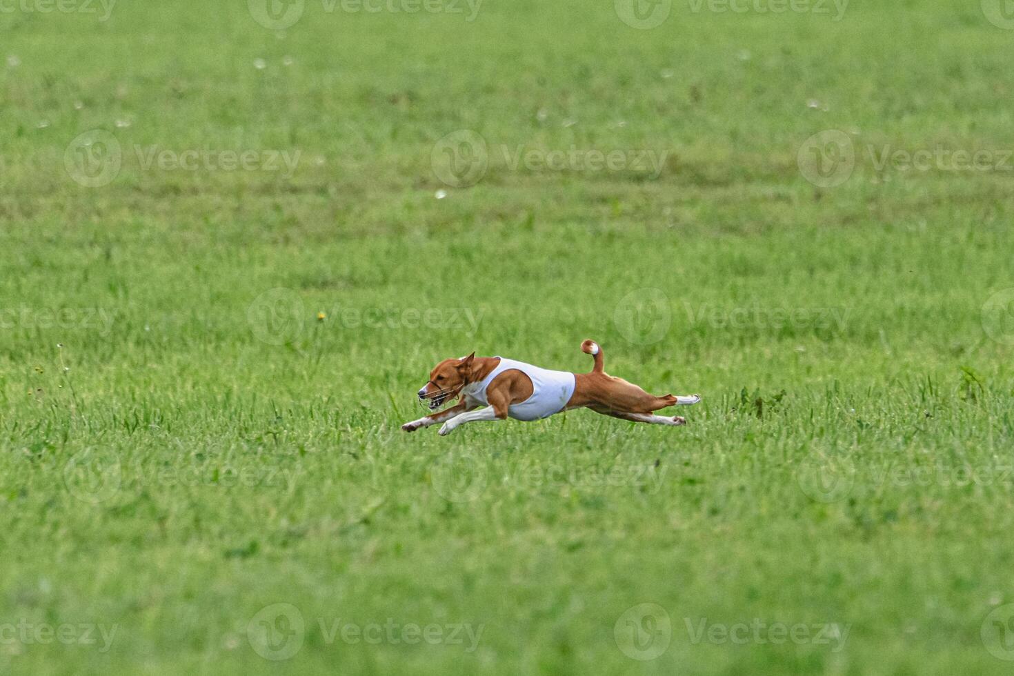 Basenji dog lure coursing competition on green field in summer photo