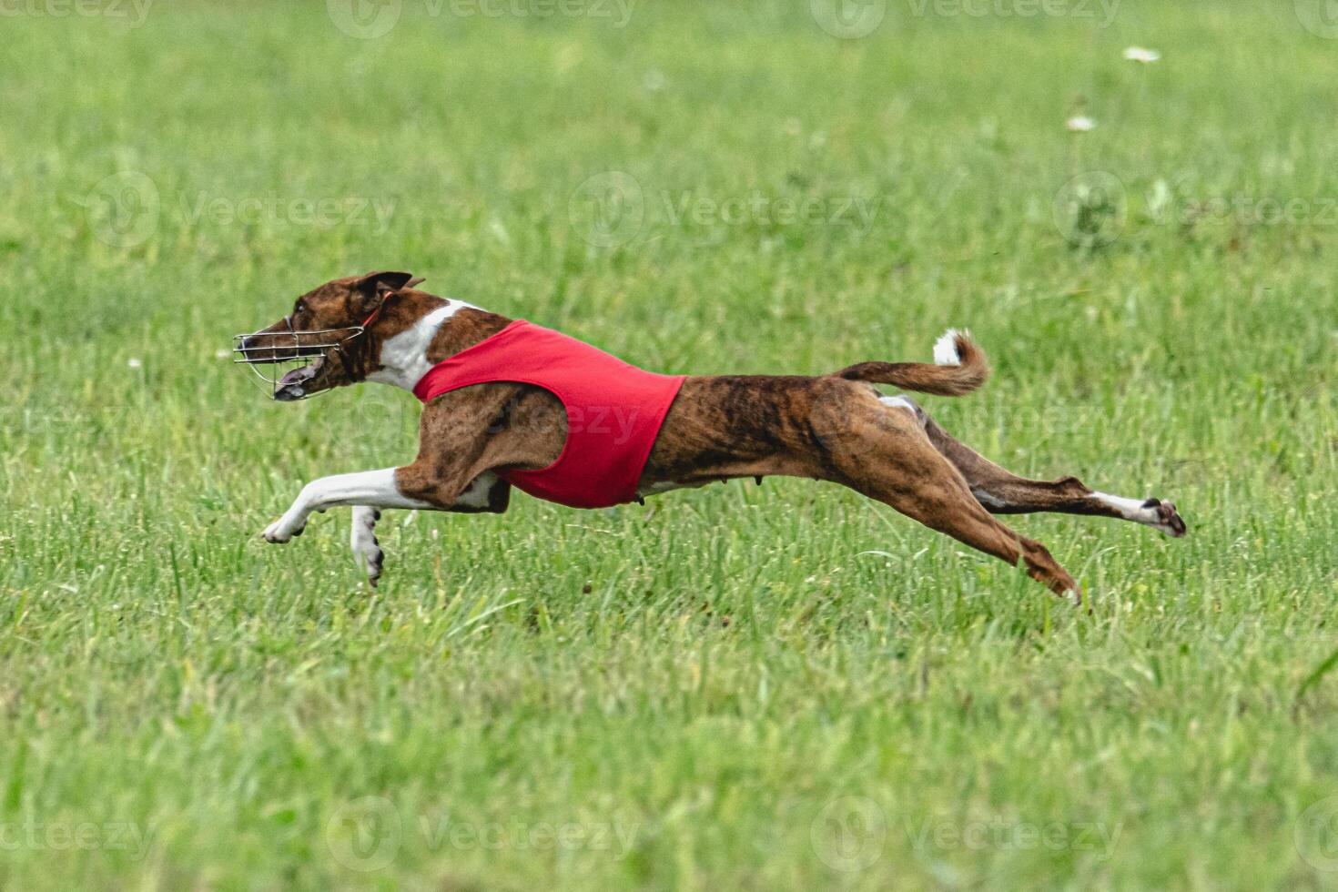 Basenji dog lure coursing competition on green field in summer photo