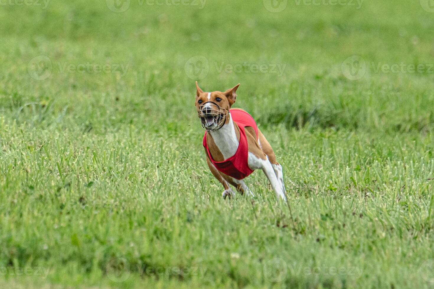 Basenji dog lure coursing competition on green field in summer photo