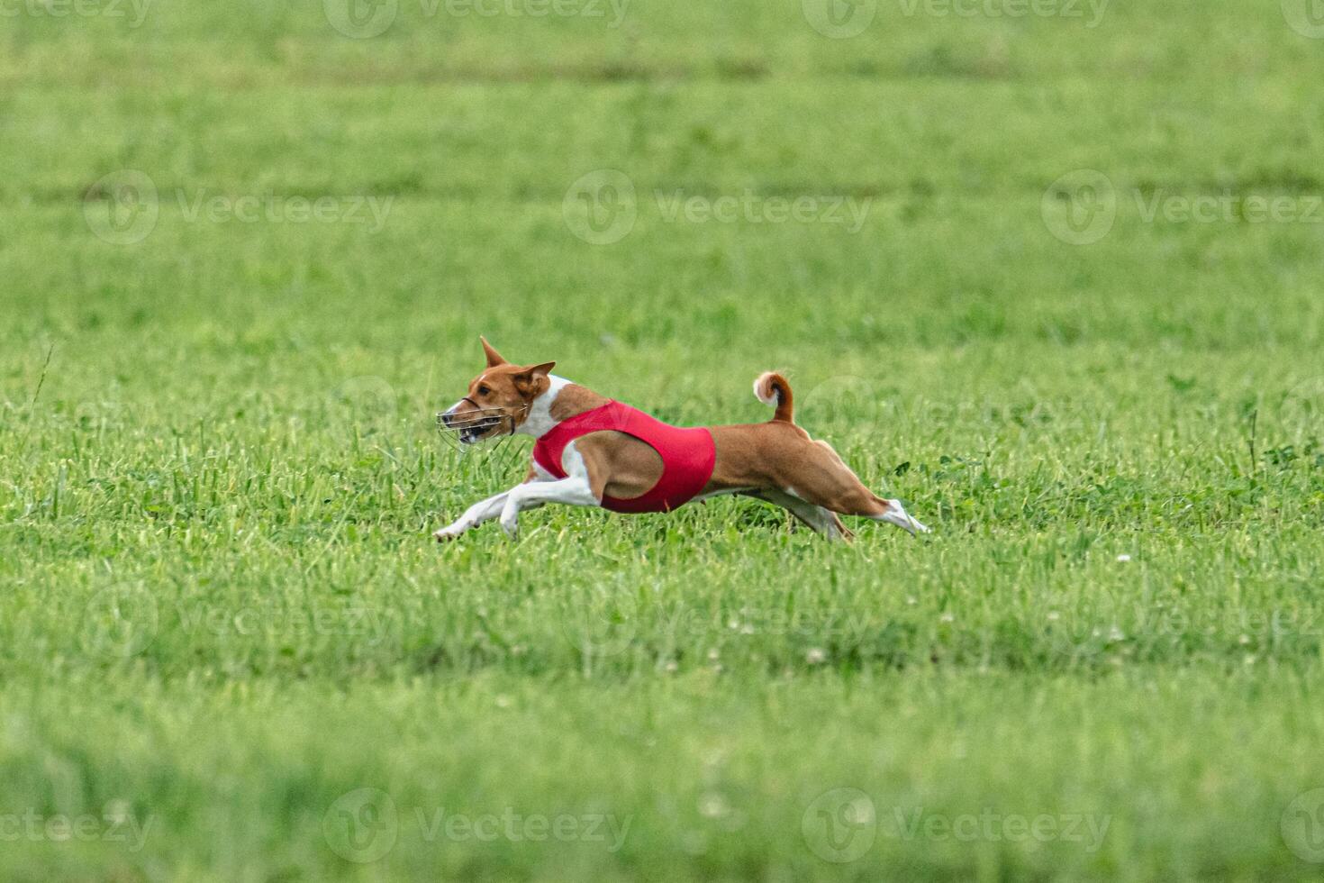 Basenji dog lure coursing competition on green field in summer photo