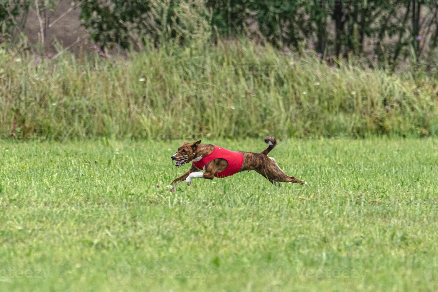 Basenji dog running in red jacket on coursing green field photo