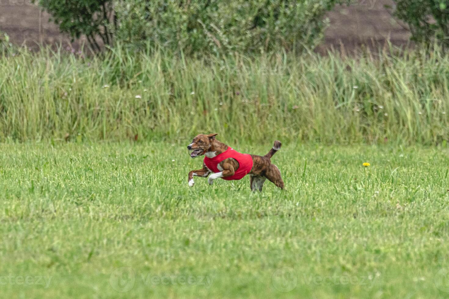 Basenji dog running in red jacket on coursing green field photo