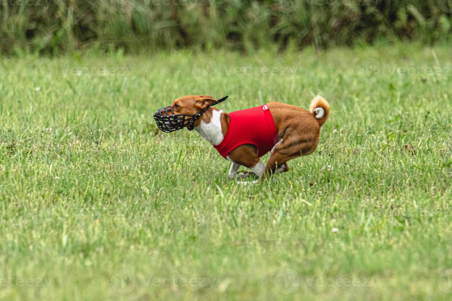 Basenji dog running in red jacket on coursing green field photo