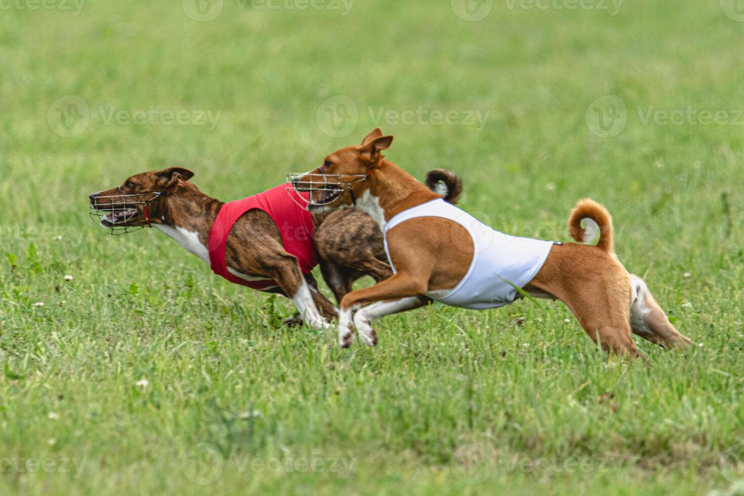 Two basenji dogs running in red and white jackets on green field in summer photo