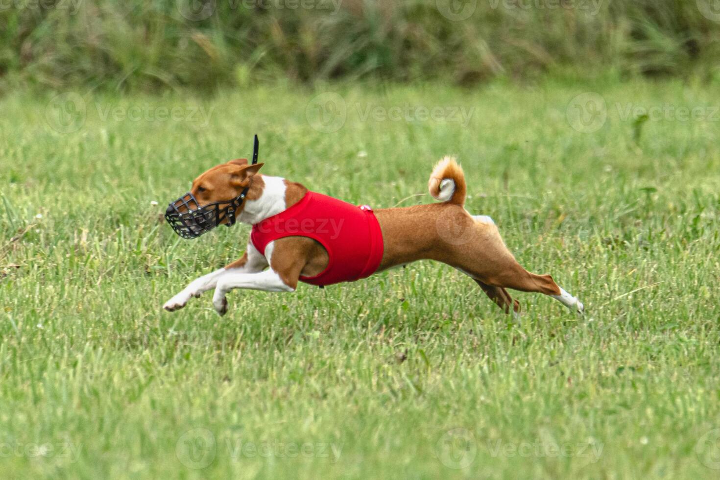 Basenji dog running in red jacket on coursing green field photo