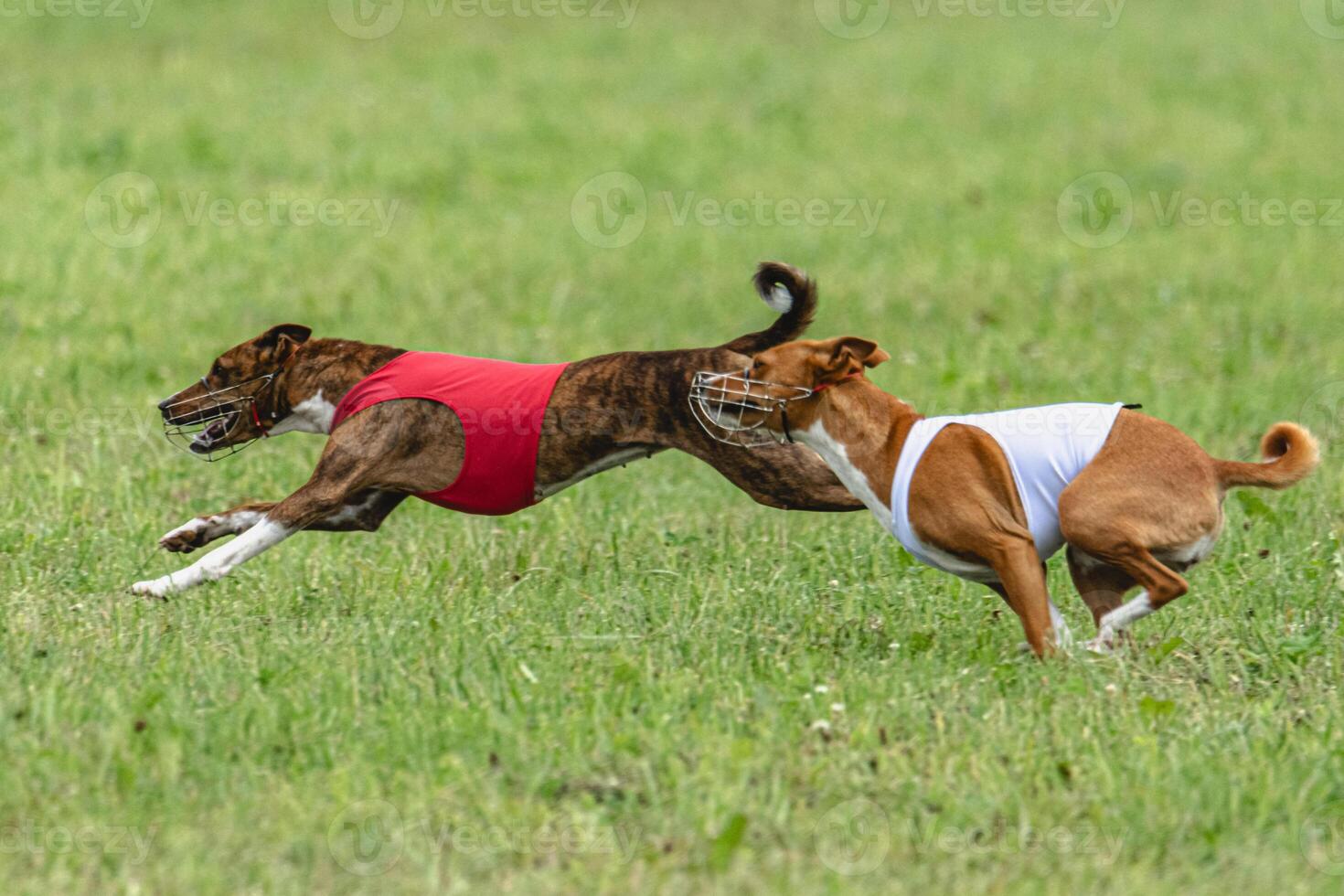 Two basenji dogs running in red and white jackets on green field in summer photo