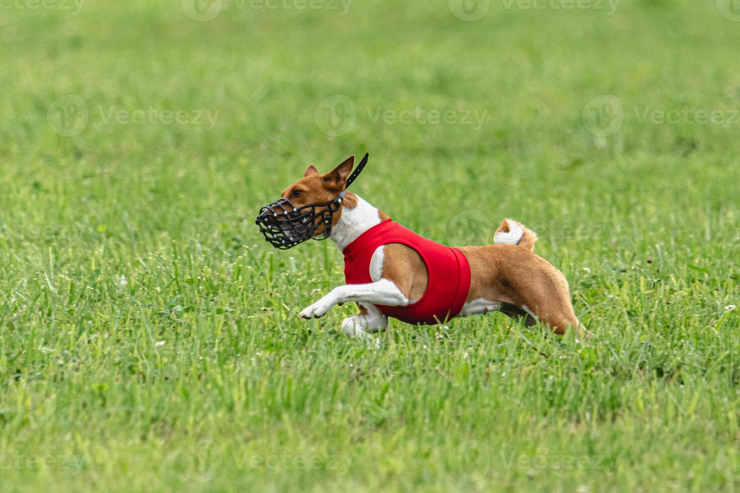 Basenji dog running in red jacket on coursing green field photo