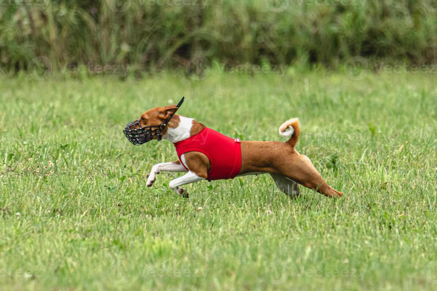 Basenji dog running in red jacket on coursing green field photo