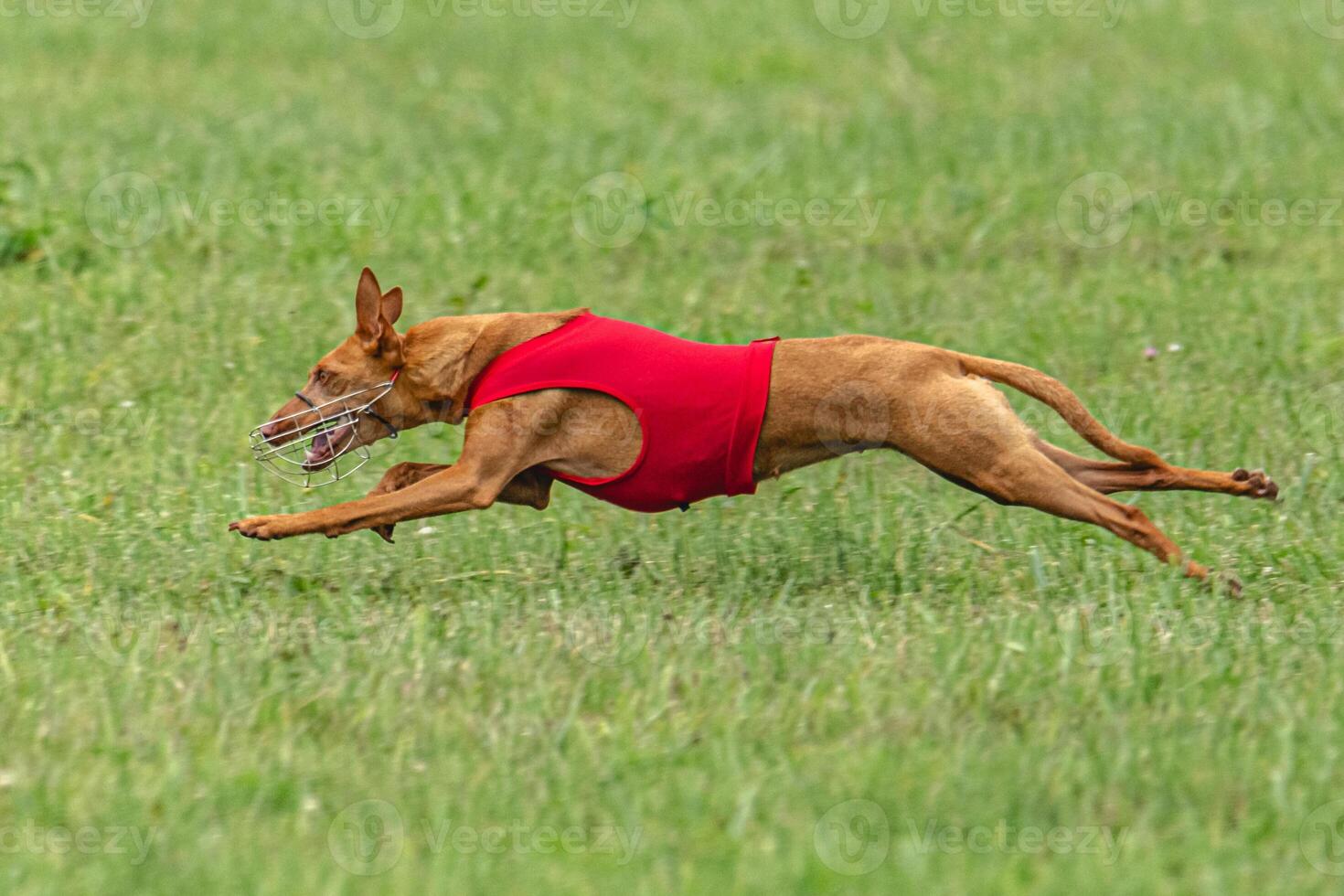 Cirneco dell etna dog running in red jacket on green field in summer photo