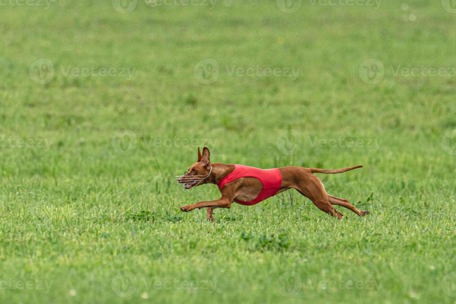 Cirneco dell etna dog running in red jacket on green field in summer photo