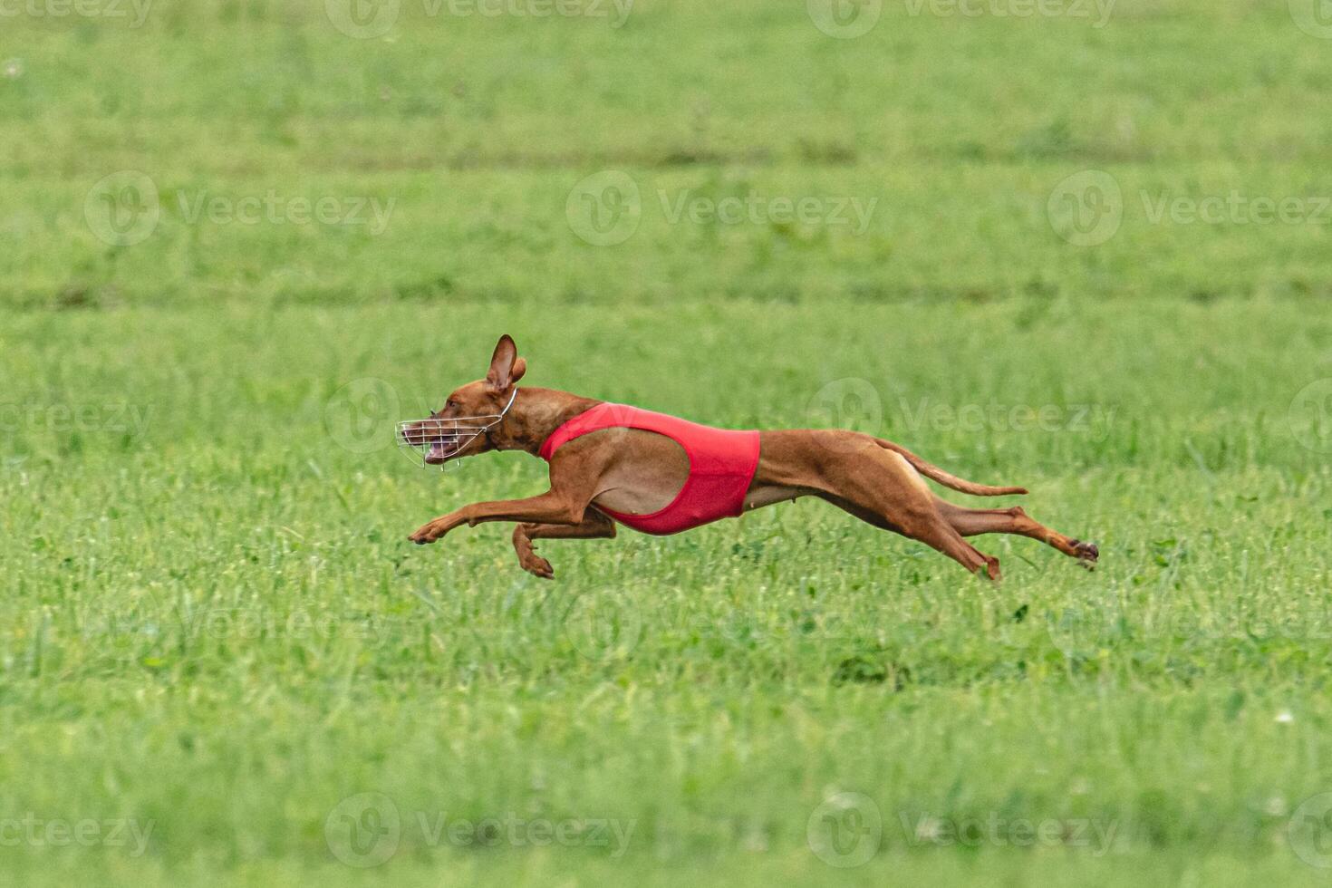 Cirneco dell etna dog running in red jacket on green field in summer photo