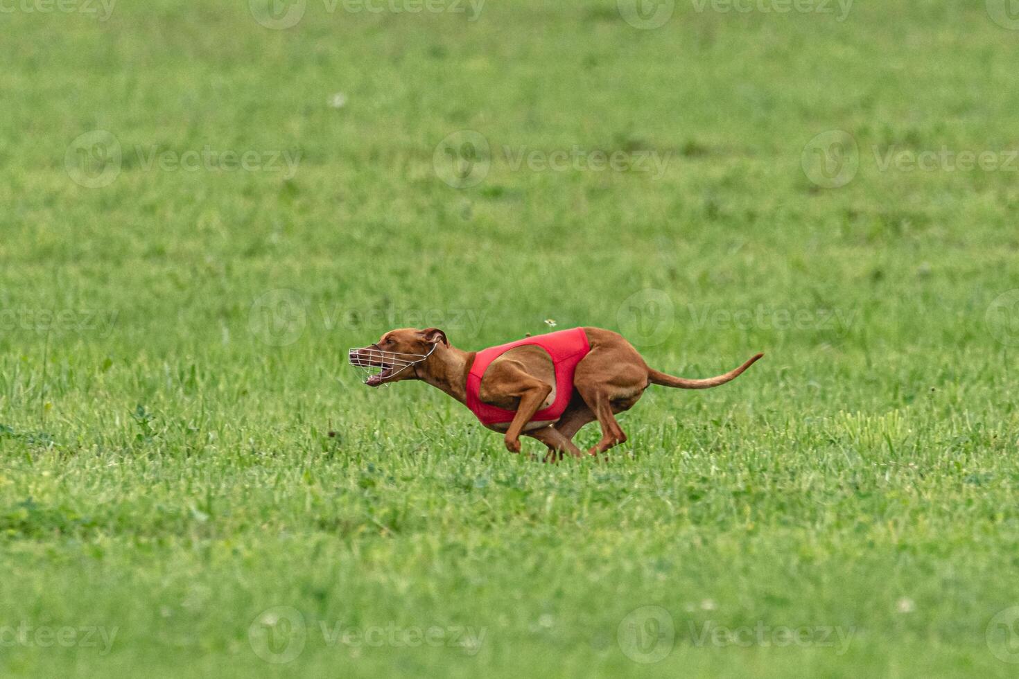 Cirneco dell etna dog running in red jacket on green field in summer photo
