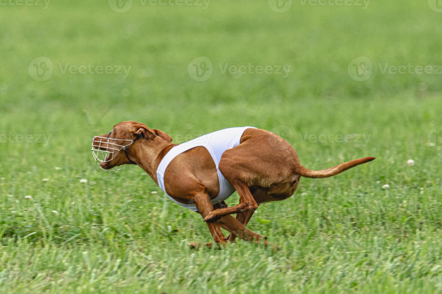 Cirneco dell etna dog running in white jacket on green field in summer photo