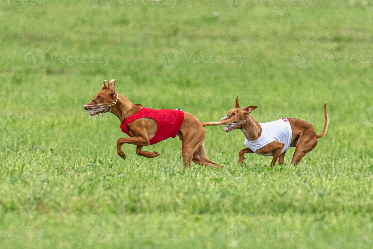 Two cirneco dell etna dogs running in red and white jacket on green field in summer photo