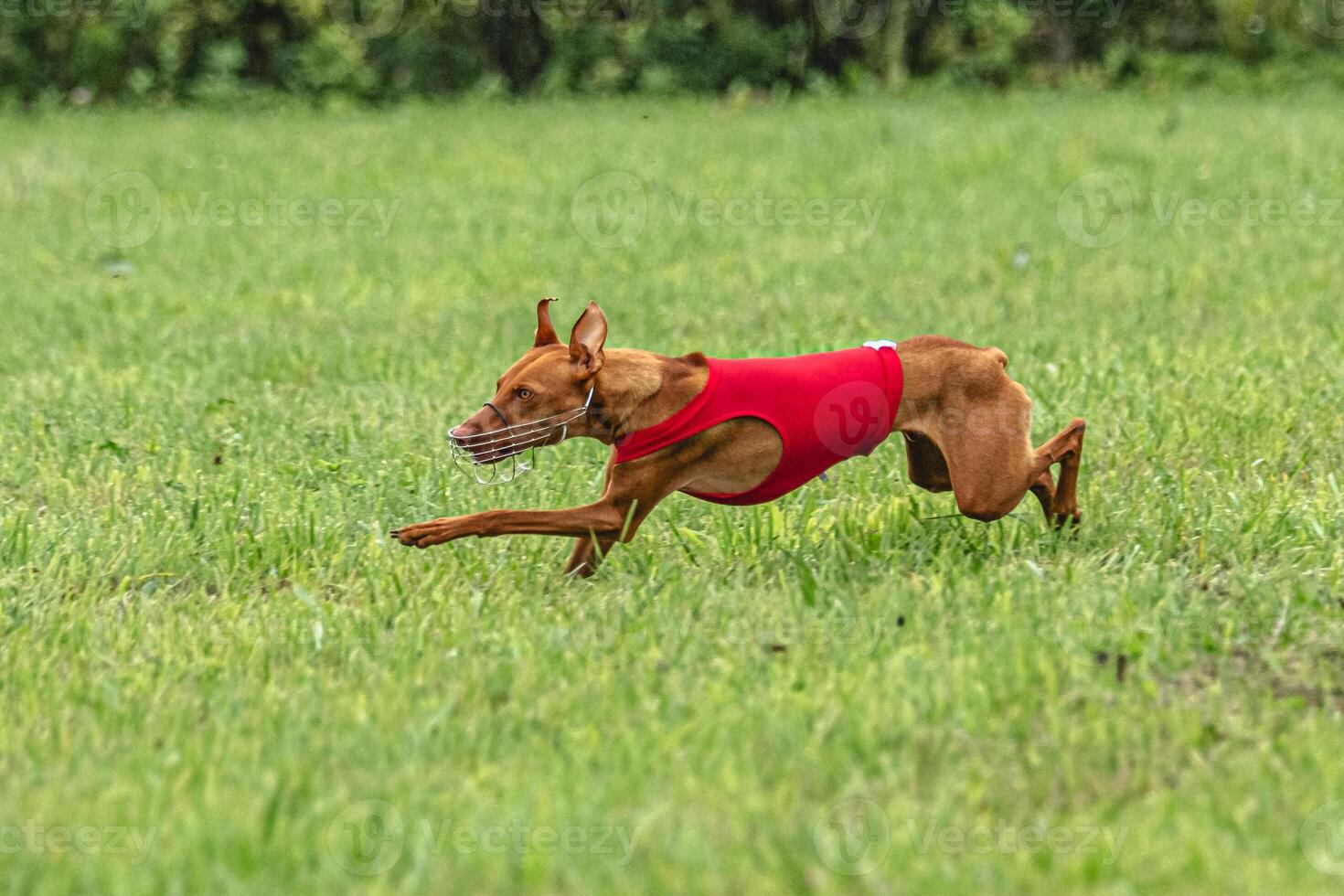Cirneco dell etna dog running in red jacket on green field in summer photo