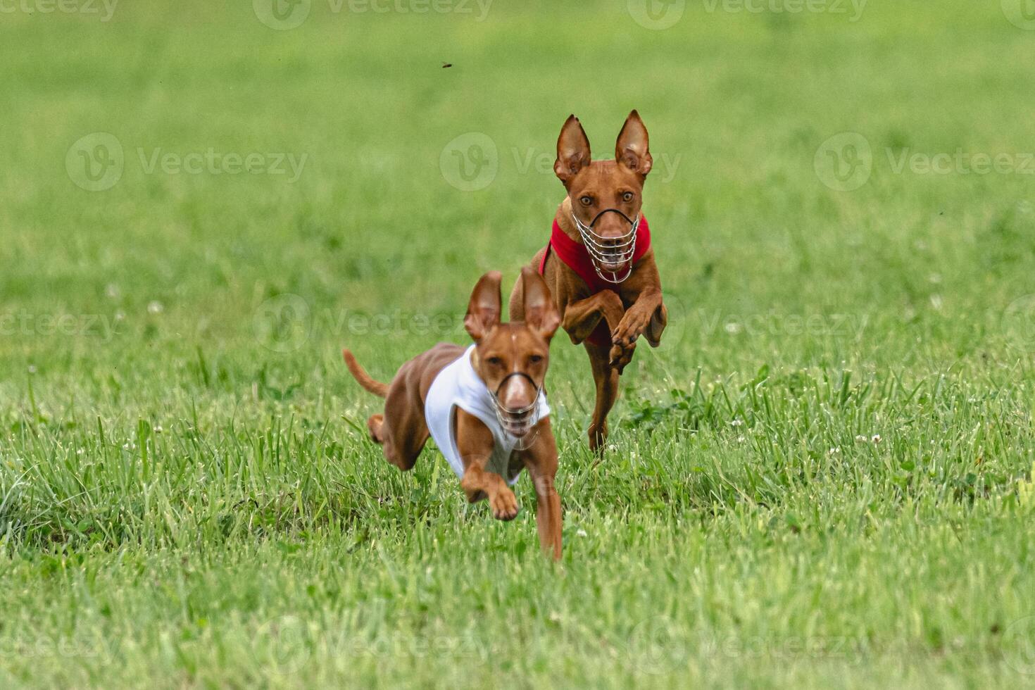 Two cirneco dell etna dogs running in red and white jacket on green field in summer photo