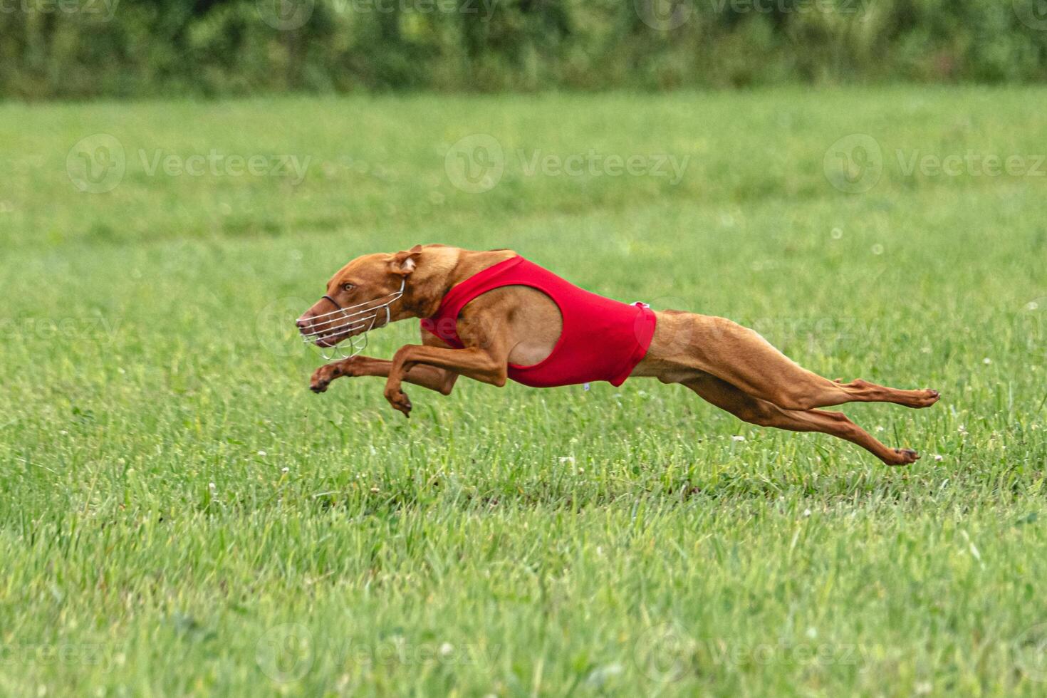 Cirneco dell etna dog running in red jacket on green field in summer photo