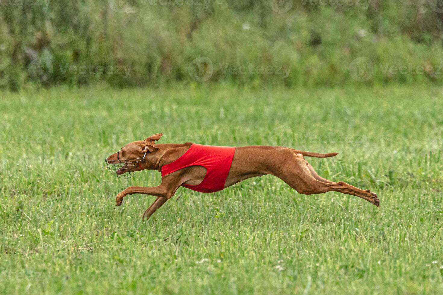 Cirneco dell etna dog running in red jacket on green field in summer photo