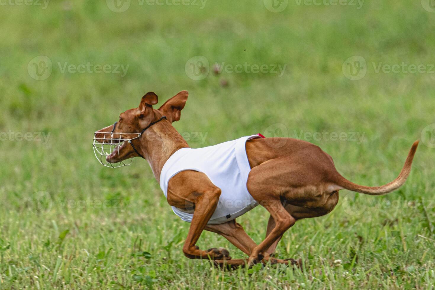 Cirneco dell etna dog running in white jacket on green field in summer photo