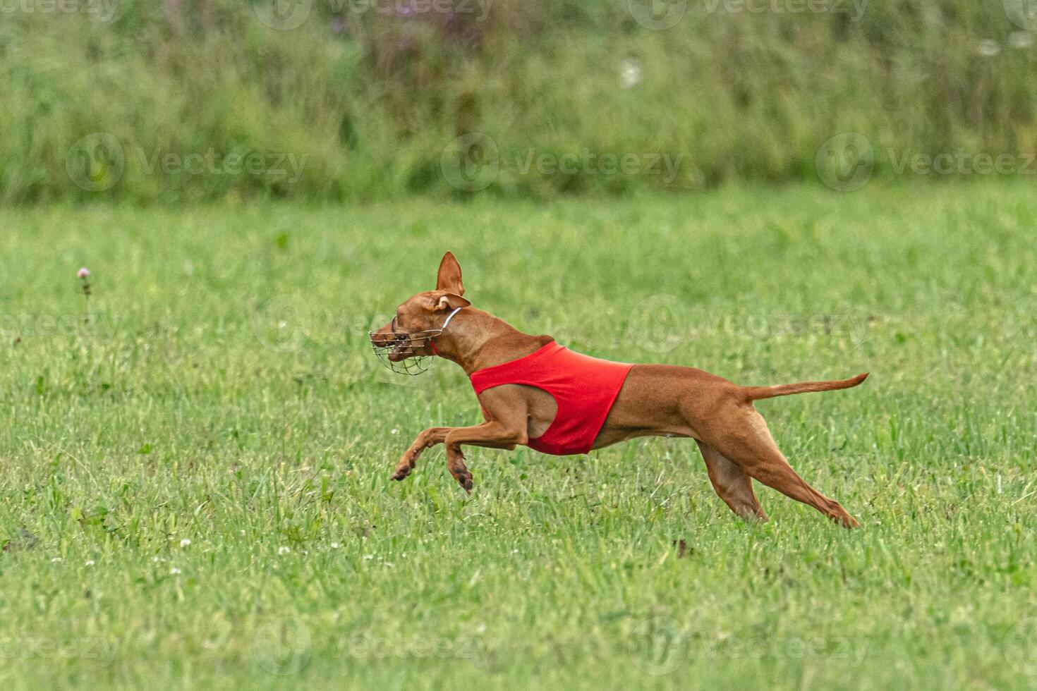 Cirneco dell etna dog running in red jacket on green field in summer photo