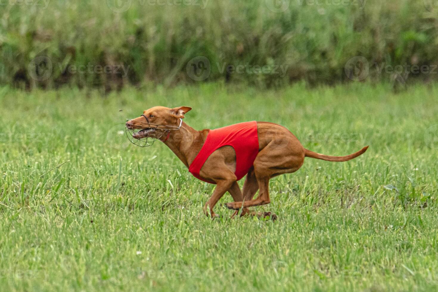 Cirneco dell etna dog running in red jacket on green field in summer photo