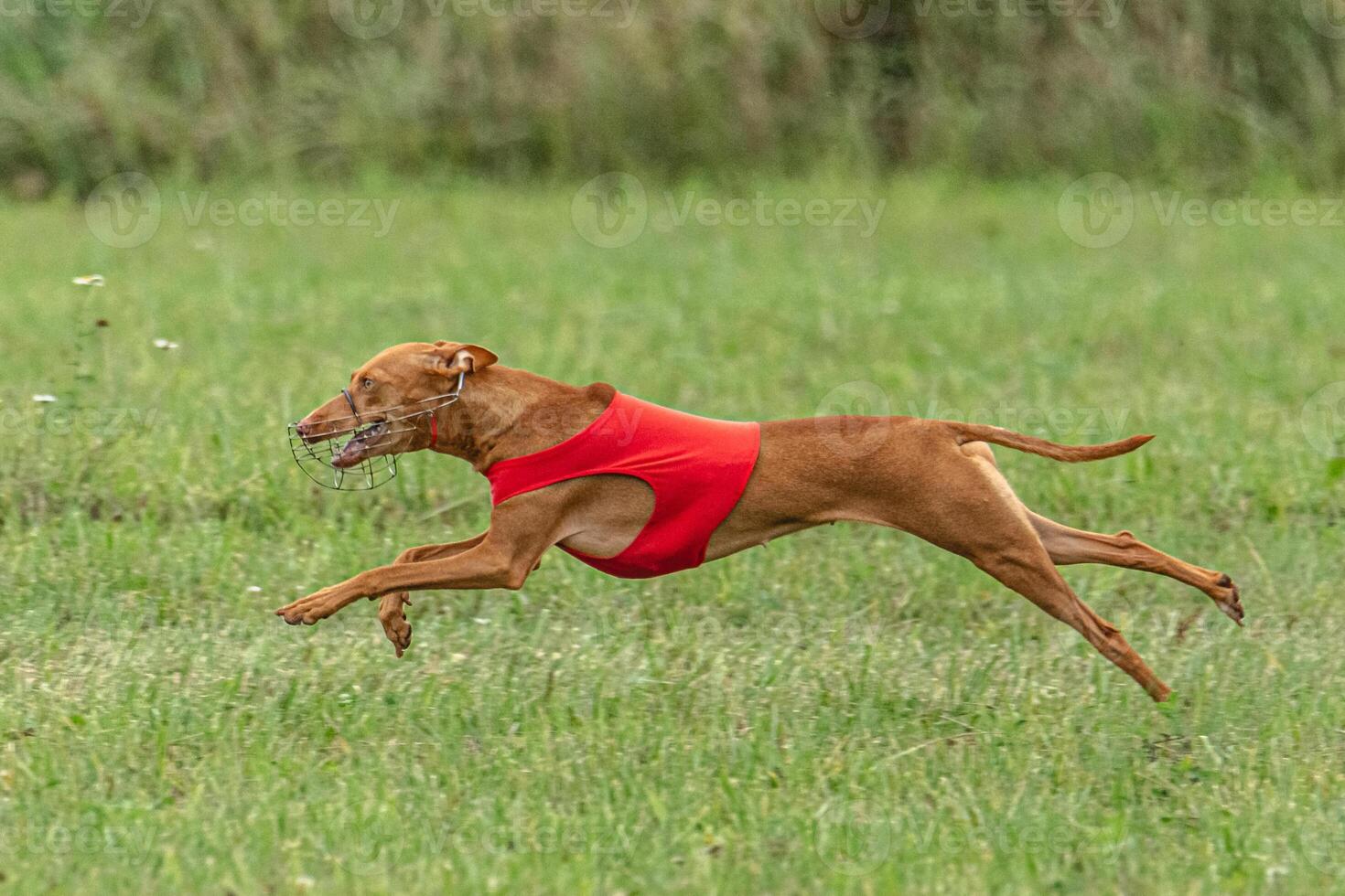 Cirneco dell etna dog running in red jacket on green field in summer photo