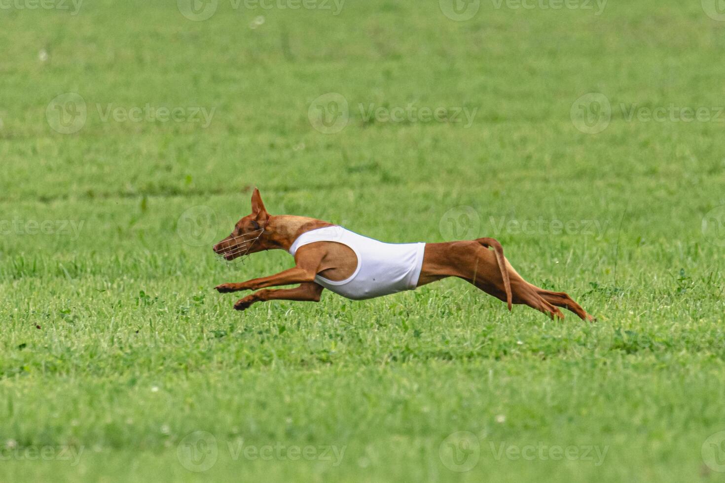 Cirneco dell etna dog running in white jacket on green field in summer photo