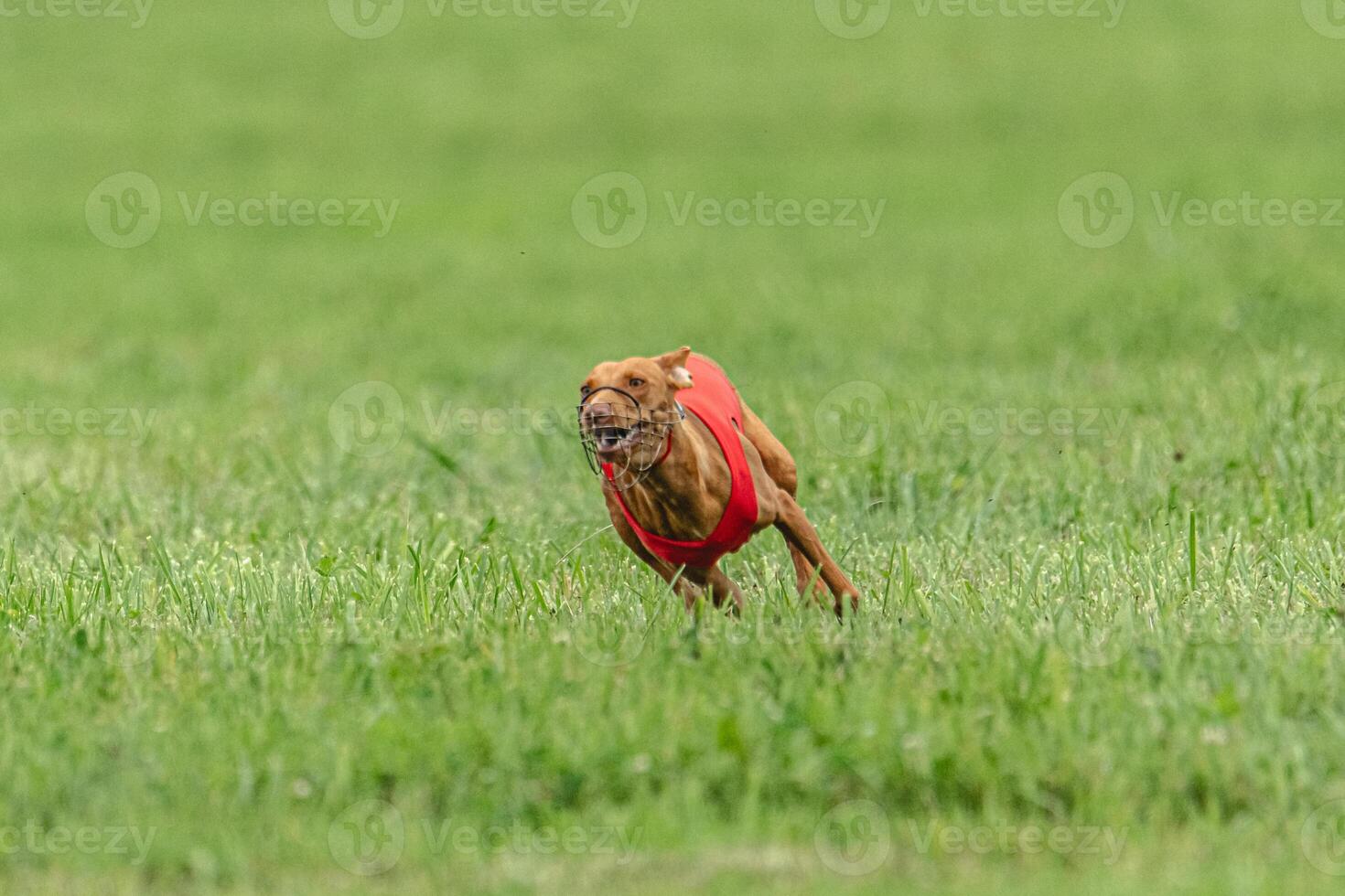 Cirneco dell etna dog running in red jacket on green field in summer photo