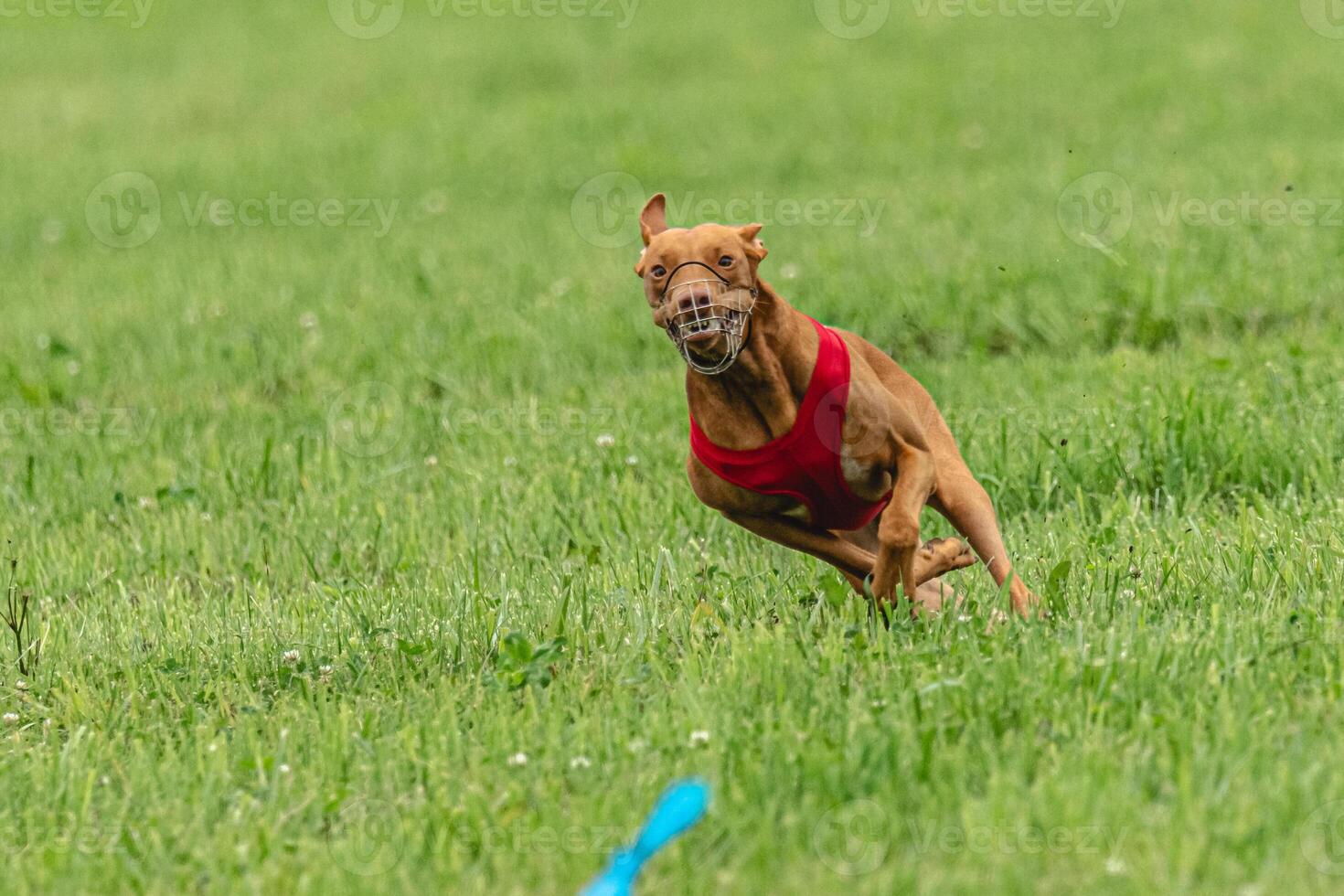 Cirneco dell etna dog running in red jacket on green field in summer photo