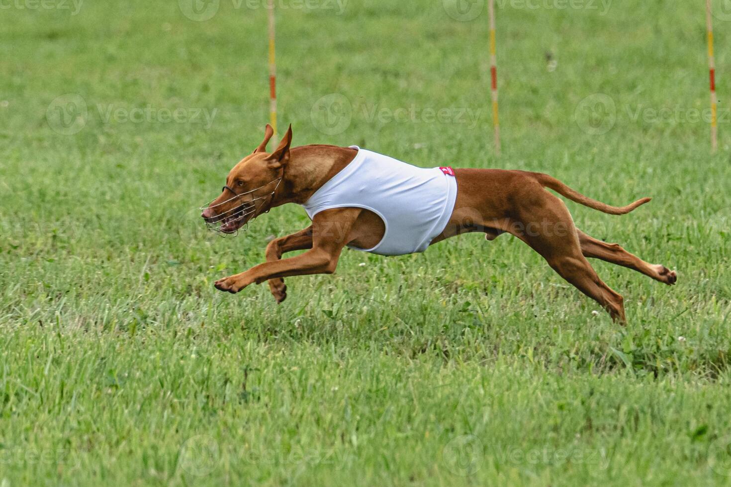 Cirneco dell etna dog running in white jacket on green field in summer photo