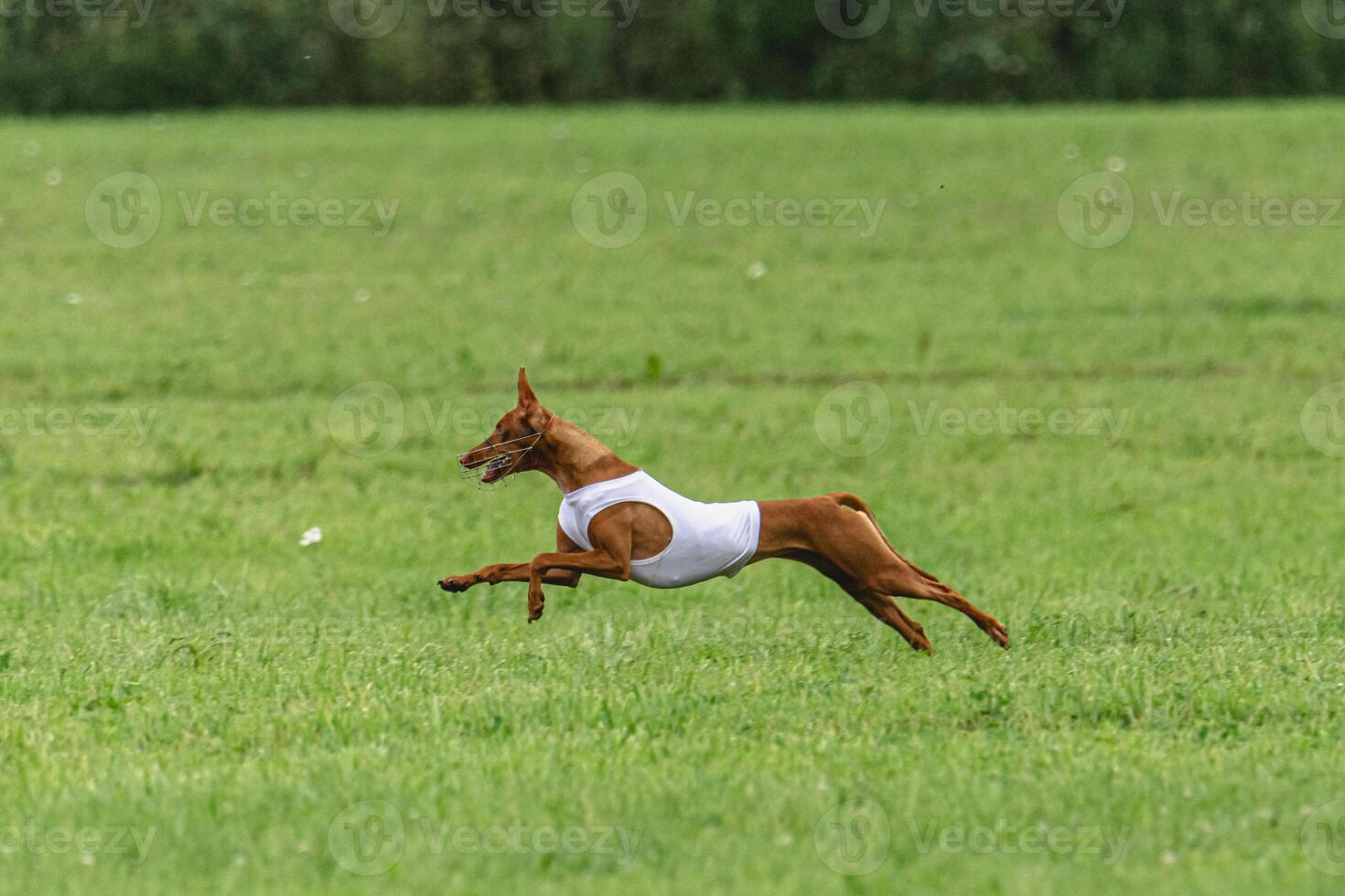 Cirneco dell etna dog running in white jacket on green field in summer photo
