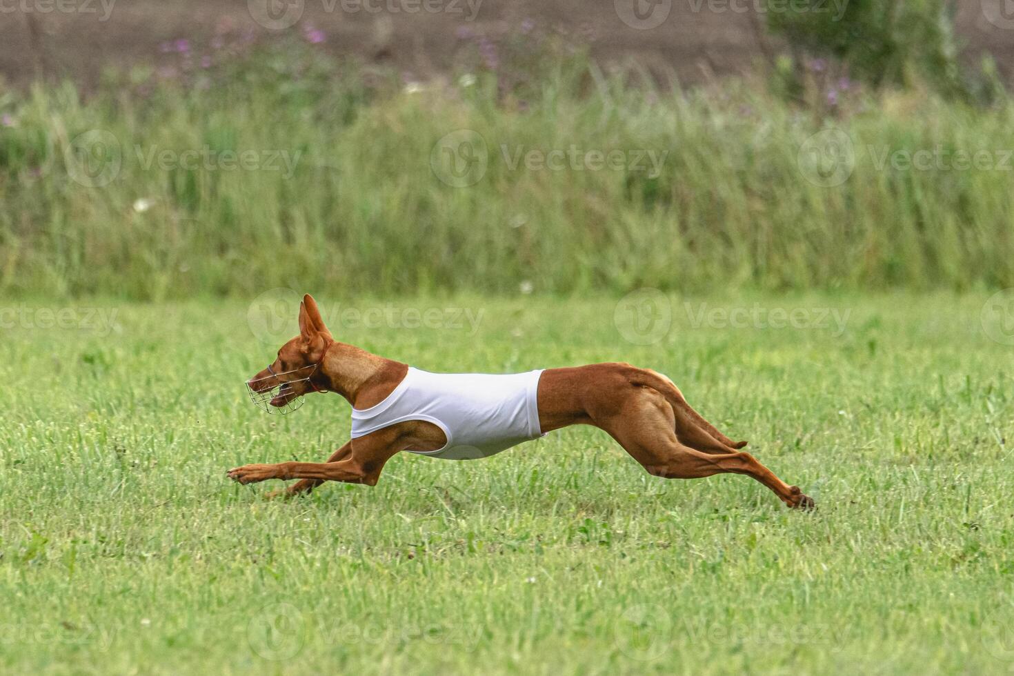 Cirneco dell etna dog running in white jacket on green field in summer photo