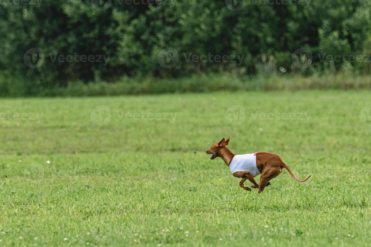 Cirneco dell etna dog running in white jacket on green field in summer photo