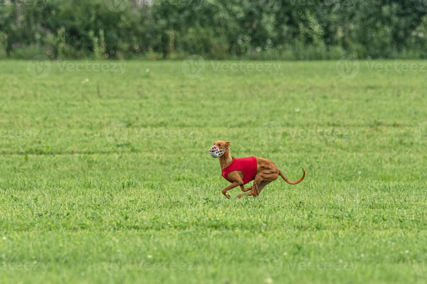 Pharaoh hound dog running in red jacket on green field in summer photo