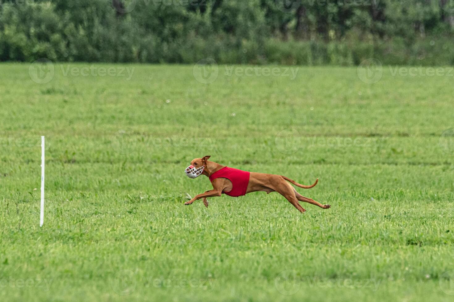 Pharaoh hound dog running in red jacket on green field in summer photo