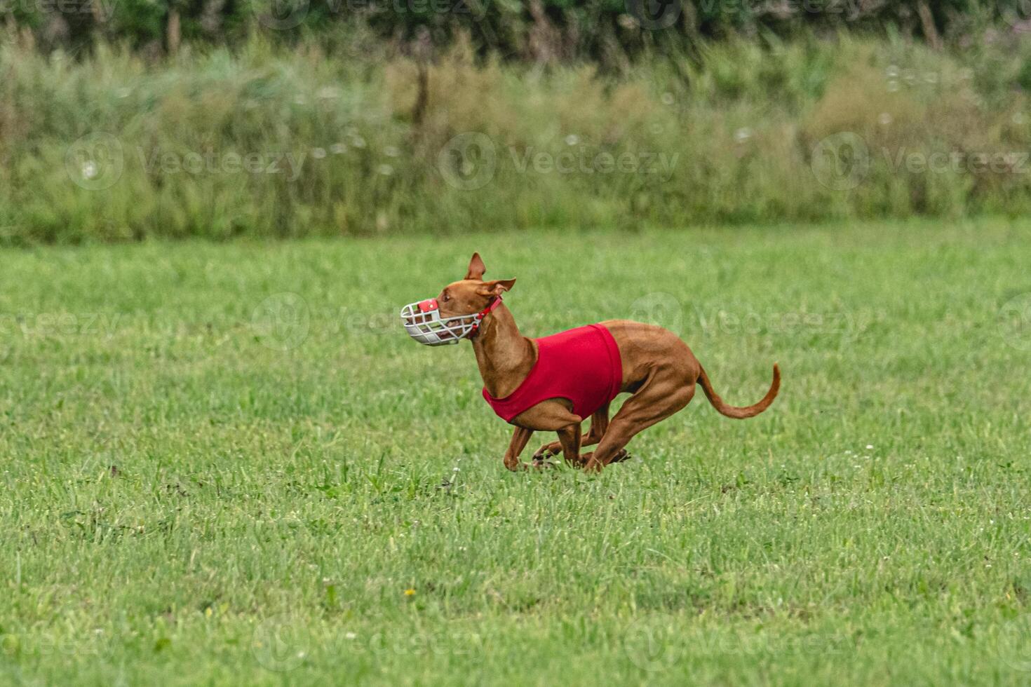 Pharaoh hound dog running in red jacket on green field in summer photo