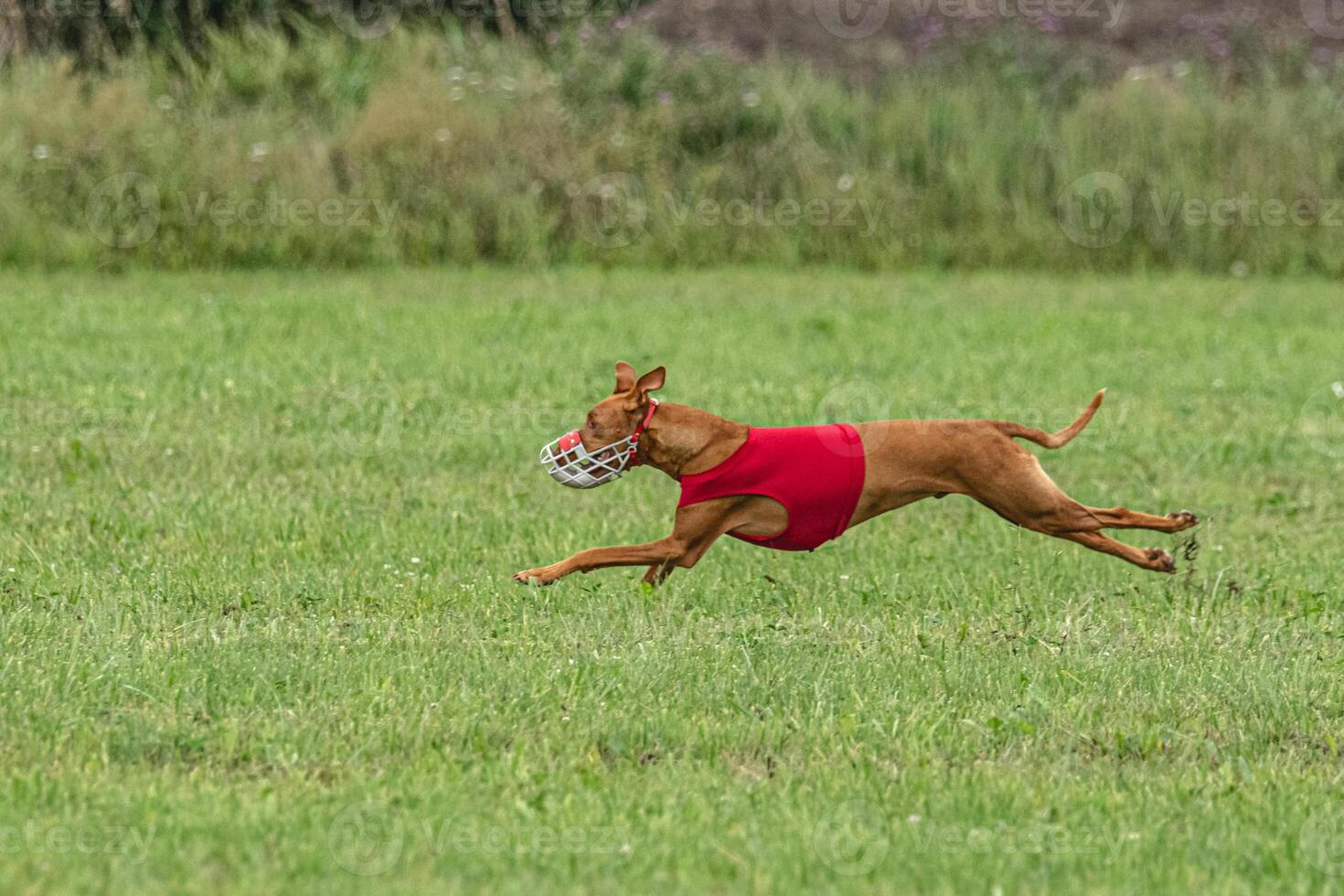 Pharaoh hound dog running in red jacket on green field in summer photo