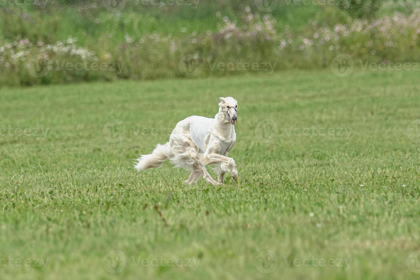 Borzoi dog training coursing runs across the field photo